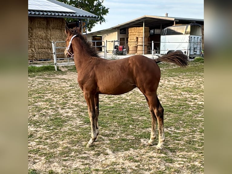 Hanoverian Stallion Foal (05/2025) 16,1 hh Brown in Hahnst&#xE4;tten