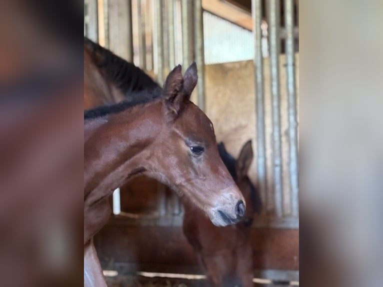 Hanoverian Stallion Foal (05/2025) 16,1 hh Brown in Hahnst&#xE4;tten
