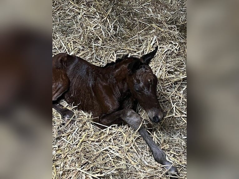 Hanoverian Stallion Foal (05/2025) 16,1 hh Brown in Hahnst&#xE4;tten