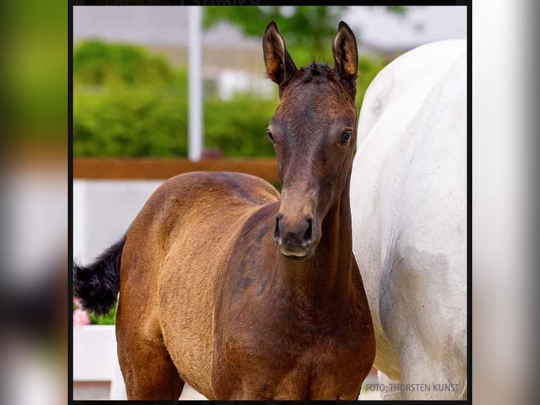 Hanoverian Stallion  16,1 hh Can be white in Wieglitz