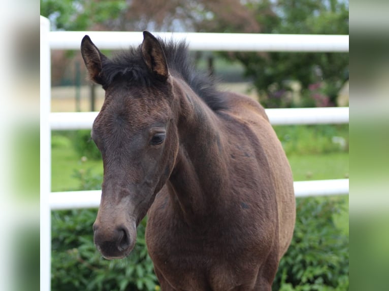 Hanoverian Stallion  16,1 hh Can be white in Wieglitz