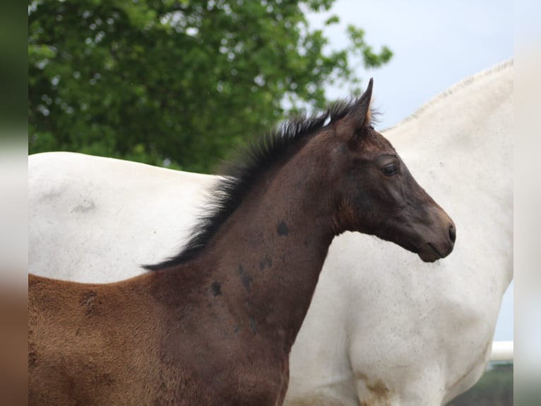 Hanoverian Stallion  16,1 hh Can be white in Wieglitz
