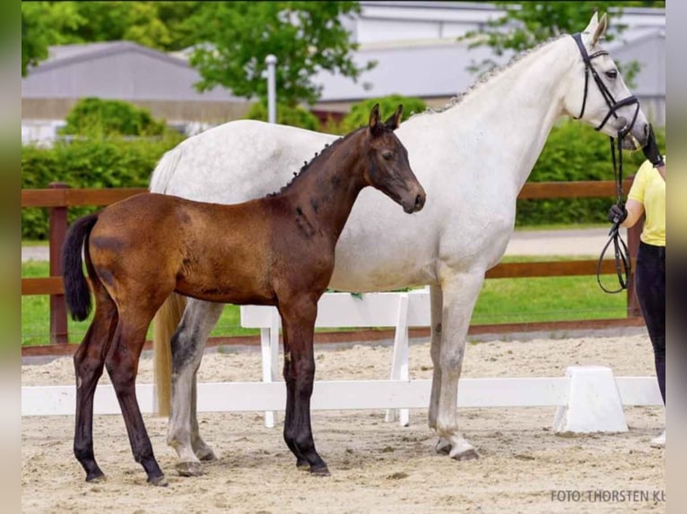 Hanoverian Stallion  16,1 hh Can be white in Wieglitz