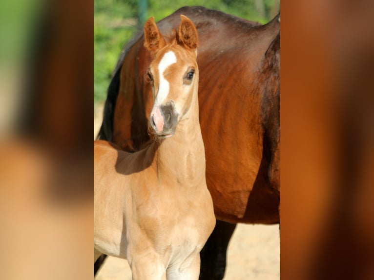 Hanoverian Stallion  16,1 hh Chestnut in Wingst
