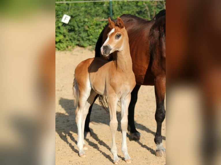 Hanoverian Stallion  16,1 hh Chestnut in Wingst