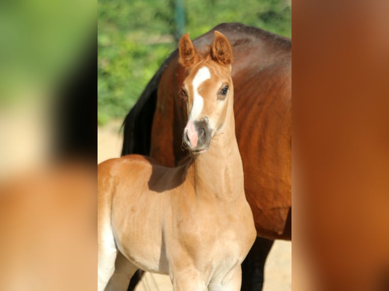 Hanoverian Stallion  16,1 hh Chestnut in Wingst