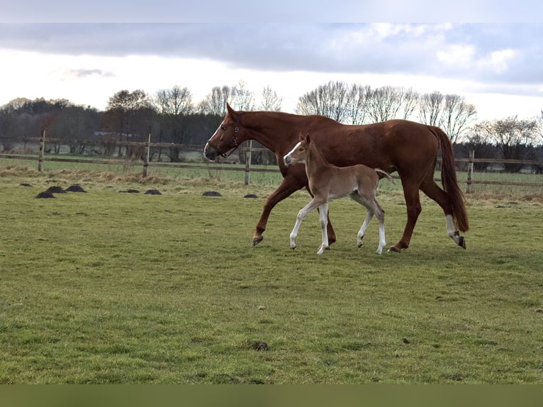 Hanoverian Stallion  16,1 hh Chestnut-Red in Stafstedt