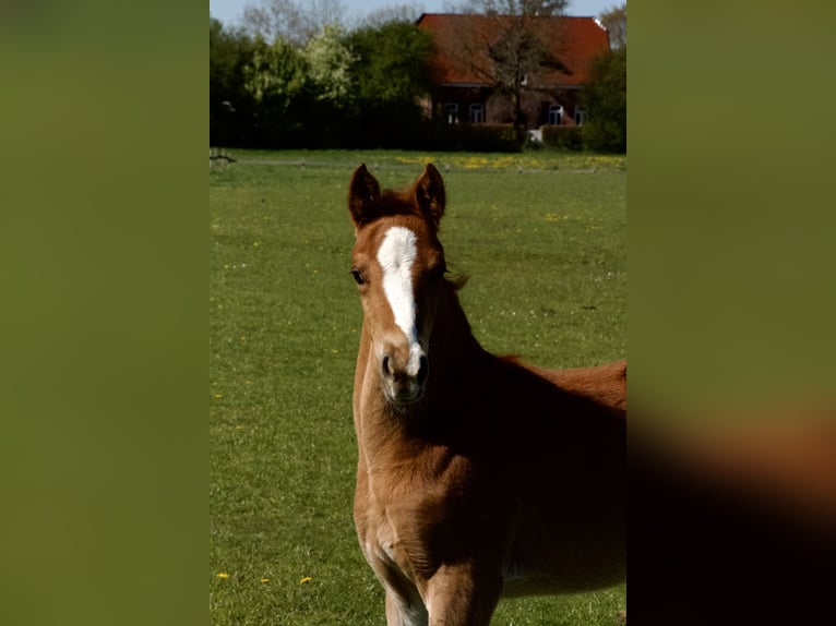 Hanoverian Stallion  16,1 hh Chestnut-Red in Stafstedt