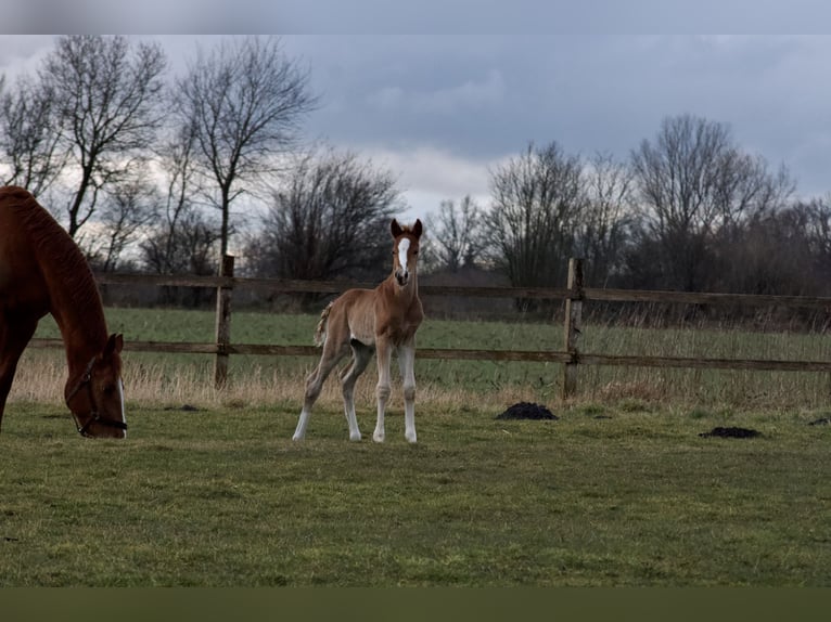 Hanoverian Stallion  16,1 hh Chestnut-Red in Stafstedt