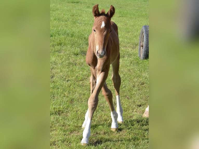 Hanoverian Stallion  16,1 hh Chestnut-Red in Selters