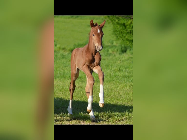 Hanoverian Stallion  16,1 hh Chestnut-Red in Selters