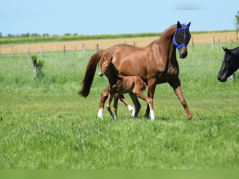 Hanoverian Stallion  16,1 hh Chestnut-Red in Selters