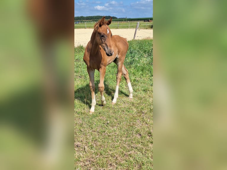 Hanoverian Stallion  16,1 hh Chestnut-Red in Selters