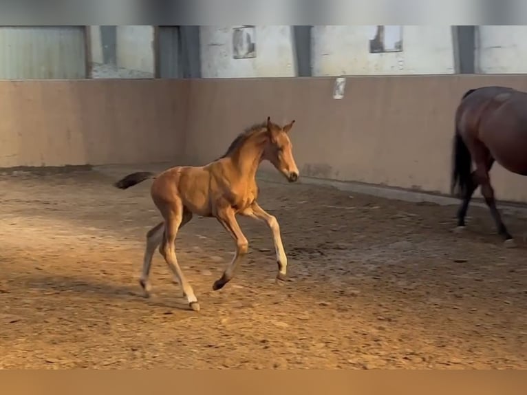 Hanoverian Stallion  16,2 hh Bay-Dark in Achim