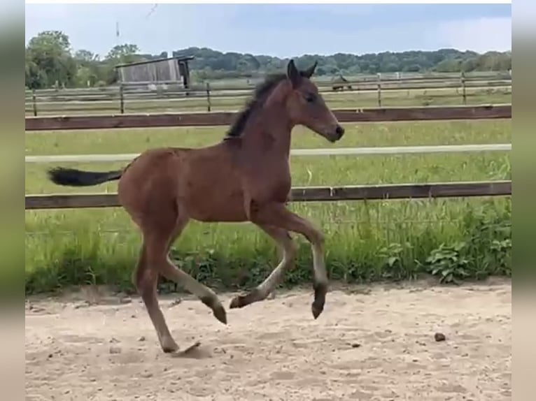 Hanoverian Stallion  16,2 hh Bay-Dark in Achim