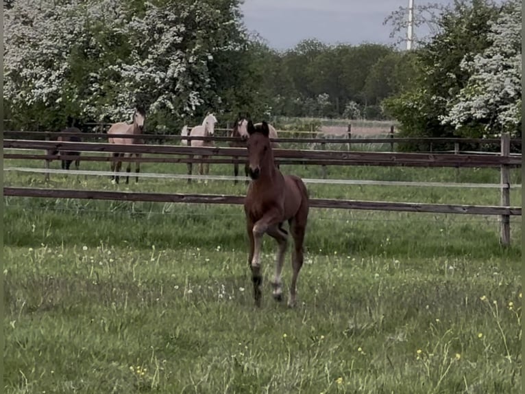 Hanoverian Stallion  16,2 hh Bay-Dark in Achim
