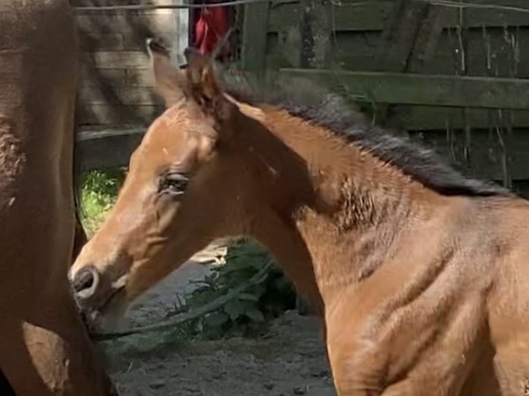 Hanoverian Stallion  16,2 hh Bay-Dark in Achim