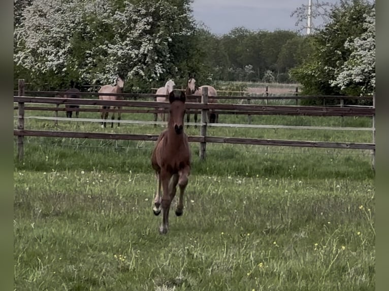 Hanoverian Stallion  16,2 hh Bay-Dark in Achim