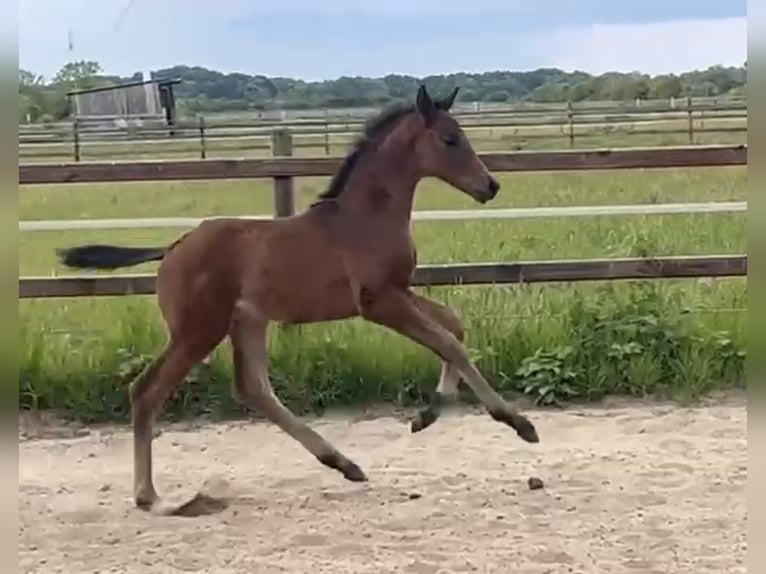 Hanoverian Stallion  16,2 hh Bay-Dark in Achim