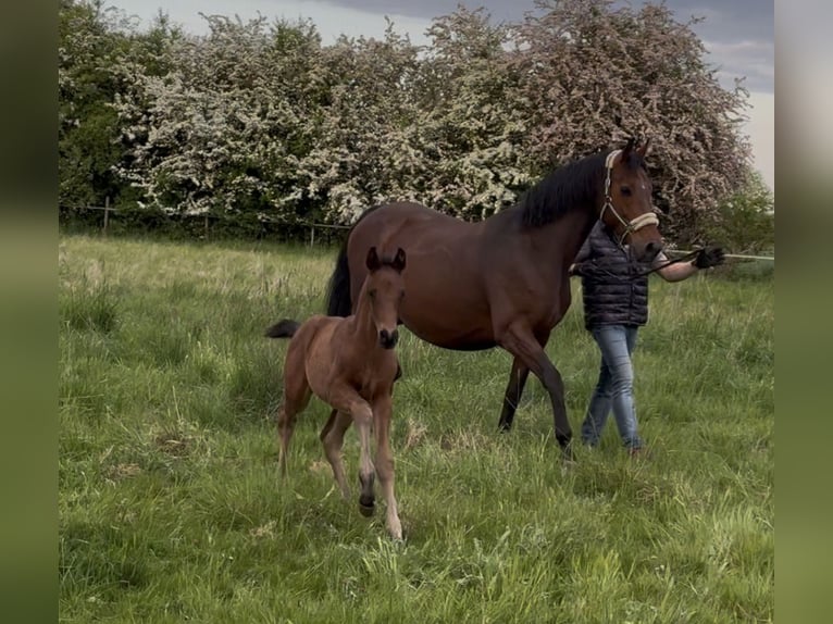 Hanoverian Stallion  16,2 hh Bay-Dark in Achim