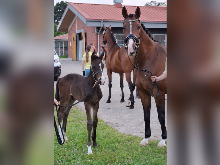 Hanoverian Stallion Foal (05/2025) 16,2 hh Bay-Dark in Friedeburg