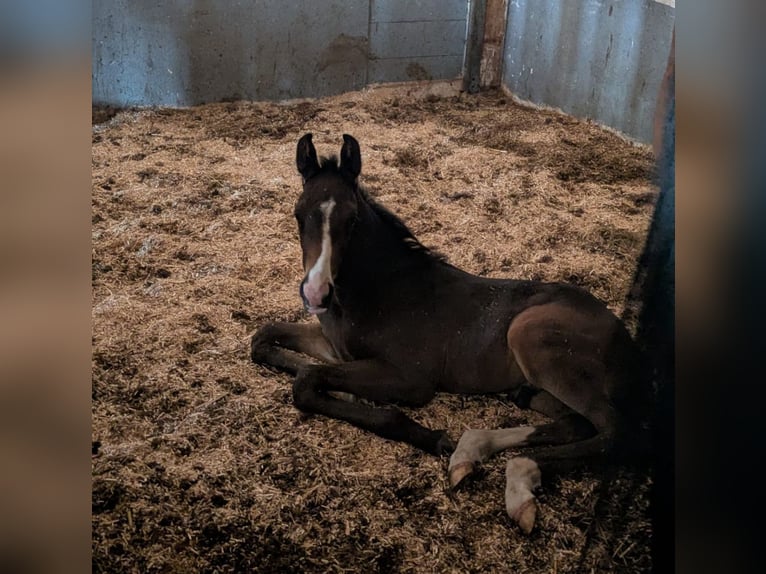 Hanoverian Stallion Foal (05/2025) 16,2 hh Bay-Dark in Friedeburg