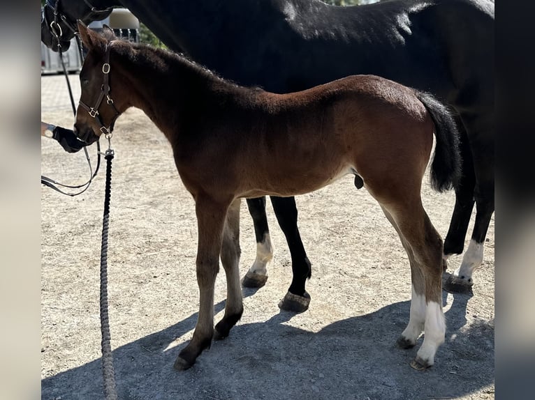Hanoverian Stallion  16,2 hh Bay-Dark in Neudietendorf