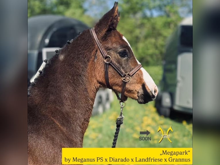Hanoverian Stallion  16,2 hh Bay-Dark in Neudietendorf