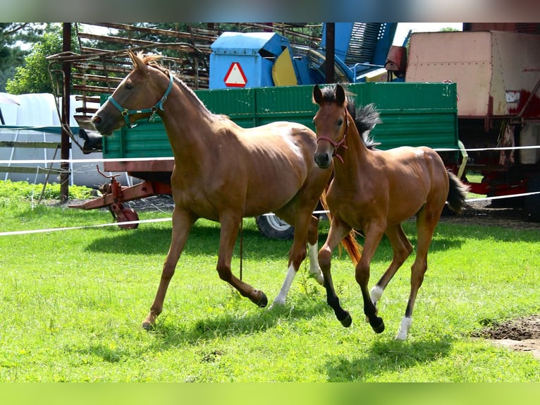 Hanoverian Stallion Foal (03/2025) 16,2 hh Bay in Miasteczko &#x15A;l&#x105;skie