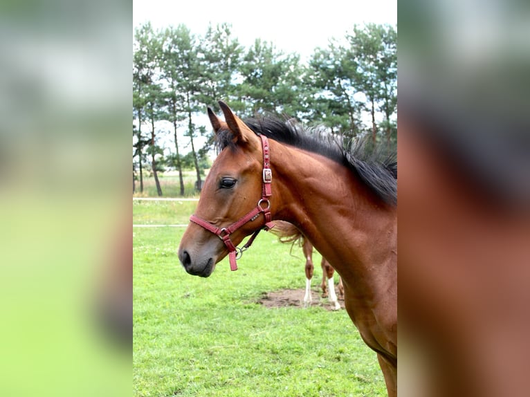 Hanoverian Stallion Foal (03/2025) 16,2 hh Bay in Miasteczko &#x15A;l&#x105;skie