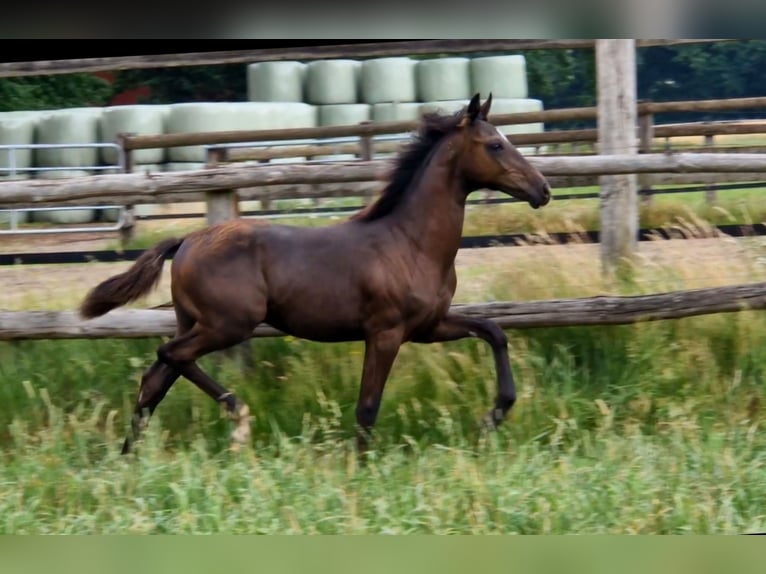 Hanoverian Stallion  16,2 hh Black in Bramsche