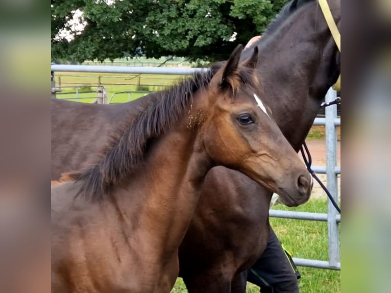 Hanoverian Stallion  16,2 hh Black in Bramsche