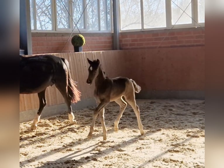Hanoverian Stallion 16,2 hh Black in Bramsche Hanoverian Stallion 16,2 hh Black in Bramsche
