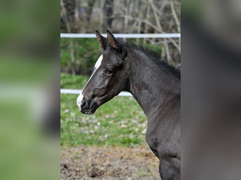 Hanoverian Stallion Foal (03/2026) 16,2 hh Black in Drei Gleichen