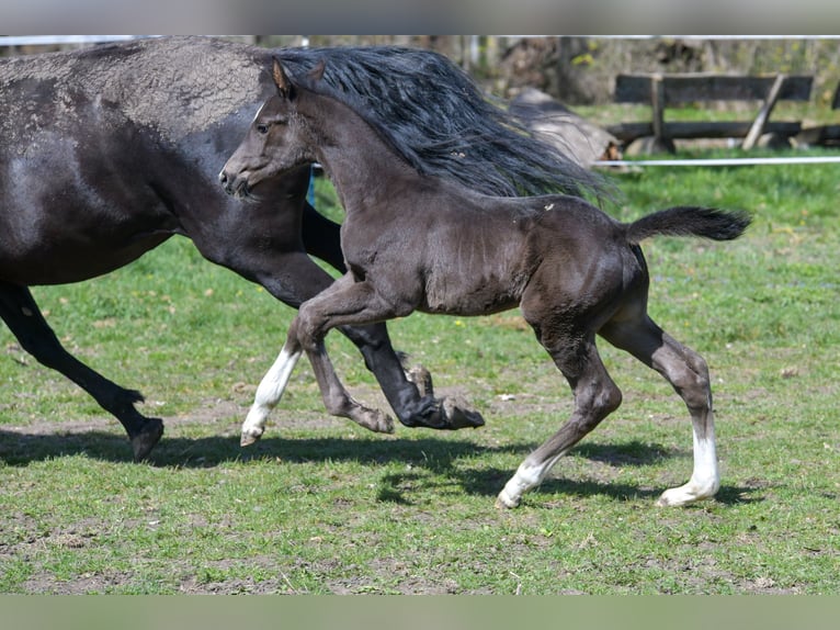 Hanoverian Stallion Foal (03/2026) 16,2 hh Black in Drei Gleichen