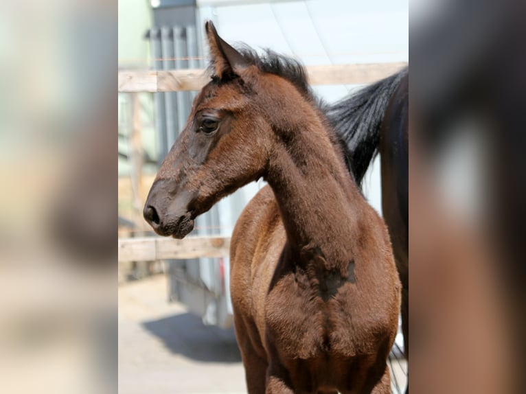 Hanoverian Stallion  16,2 hh Black in Wingst