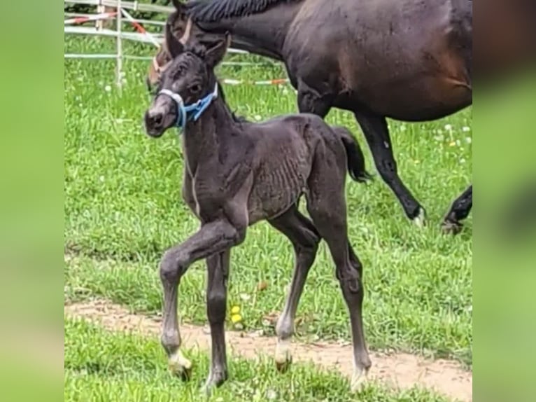 Hanoverian Stallion  16,2 hh Black in Rosengarten