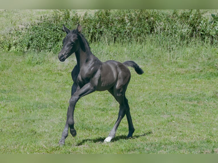 Hanoverian Stallion  16,2 hh Black in Rosengarten