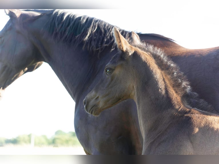 Hanoverian Stallion  16,2 hh Black in Rosengarten