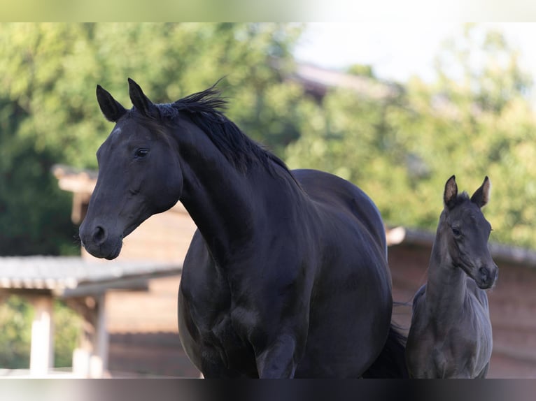 Hanoverian Stallion  16,2 hh Black in Rosengarten