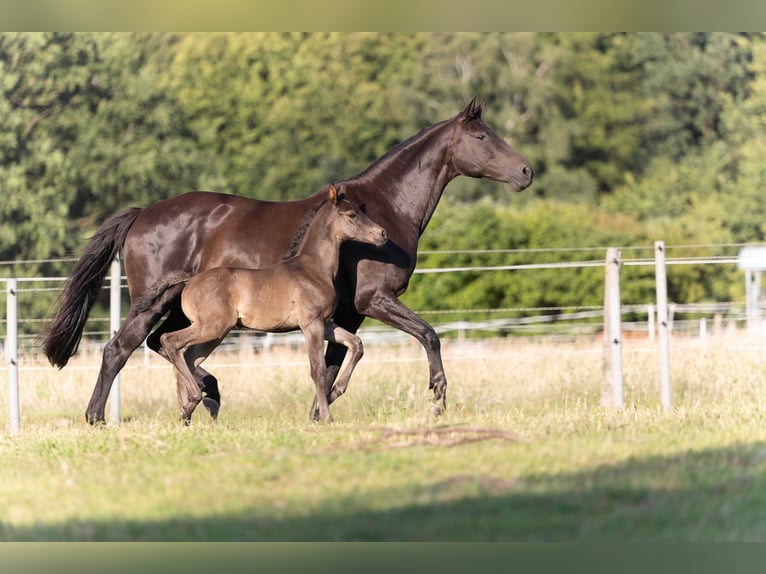 Hanoverian Stallion  16,2 hh Black in Rosengarten