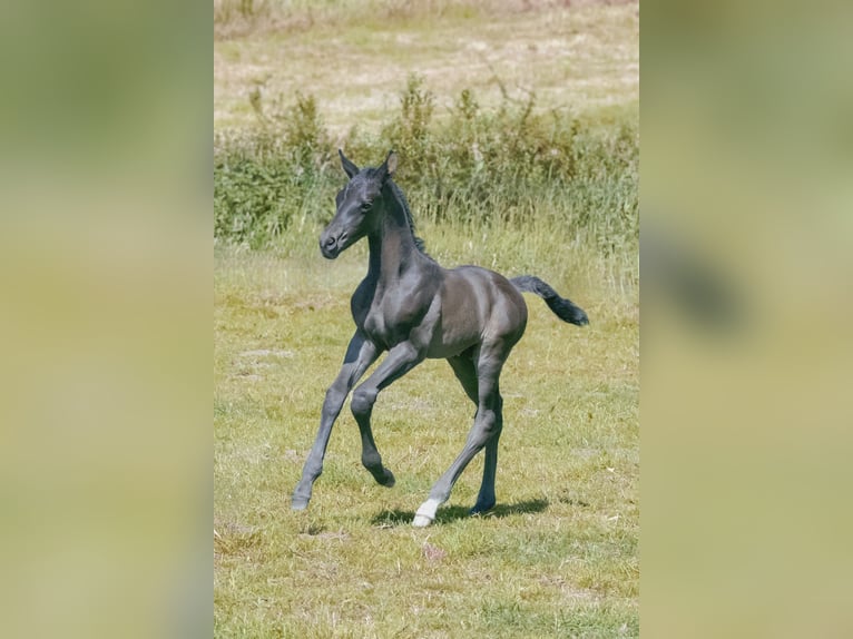 Hanoverian Stallion  16,2 hh Black in Rosengarten