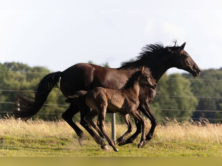 Hanoverian Stallion  16,2 hh Black in Rosengarten