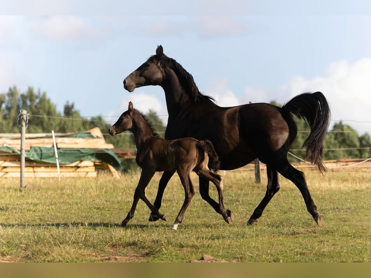 Hanoverian Stallion  16,2 hh Black in Rosengarten