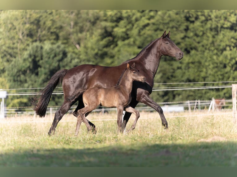 Hanoverian Stallion  16,2 hh Black in Rosengarten