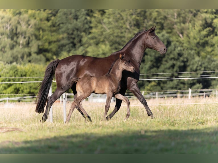 Hanoverian Stallion  16,2 hh Black in Rosengarten
