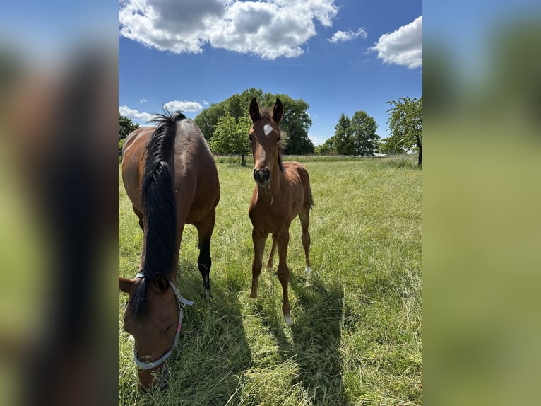 Hanoverian Stallion Foal (03/2025) 16,2 hh Brown in Babenhausen-Hergershausen