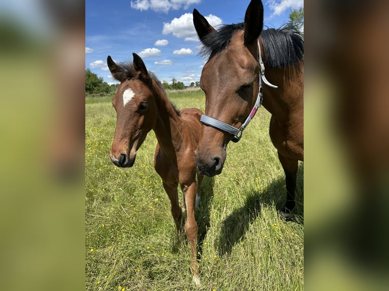 Hanoverian Stallion Foal (03/2025) 16,2 hh Brown in Babenhausen-Hergershausen