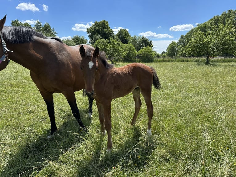 Hanoverian Stallion Foal (03/2025) 16,2 hh Brown in Babenhausen-Hergershausen