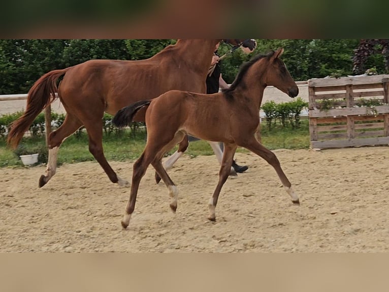 Hanoverian Stallion  16,2 hh Brown in B&#xFC;lkau